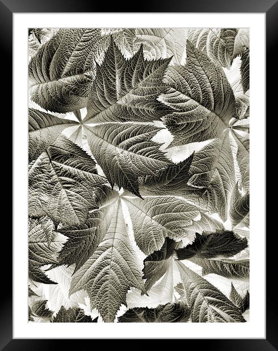 scattered leaves Framed Mounted Print by Heather Newton