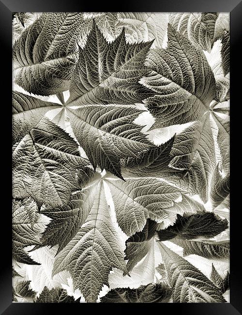 scattered leaves Framed Print by Heather Newton
