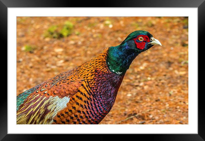 Common Pheasant - Phasianus colchicus Framed Mounted Print by Sandi-Cockayne ADPS