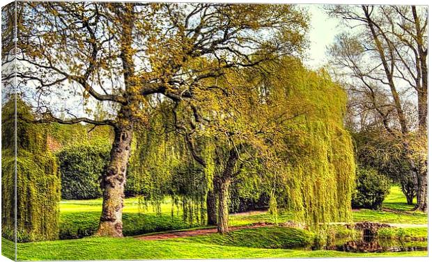 WEEPING WILLOW Canvas Print by len milner