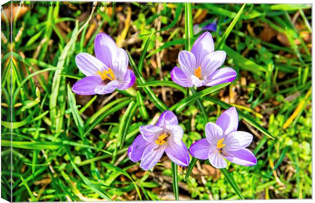 A bunch of Crocusses, Croci Canvas Print by Frank Irwin