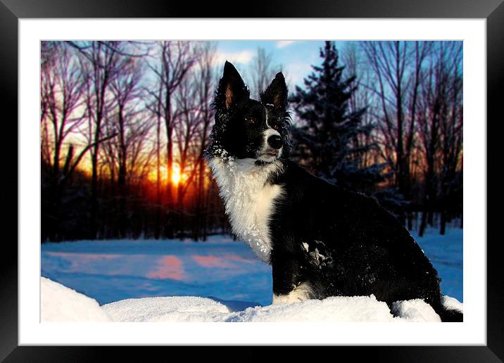 Border collie in the snow Framed Mounted Print by Neil Ravenscroft