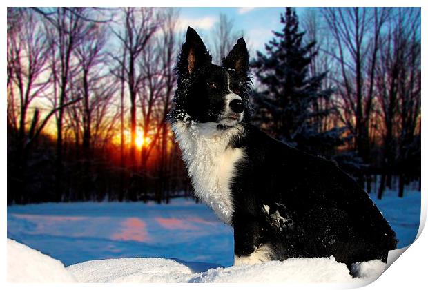 Border collie in the snow Print by Neil Ravenscroft