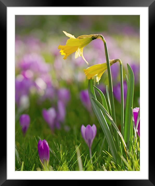 Springtime Flowers Framed Mounted Print by Sue Dudley