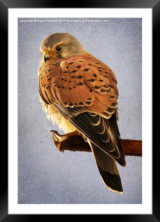 Kestrel Paint Over Framed Mounted Print by Ray Pritchard