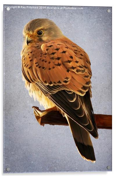 Kestrel Paint Over Acrylic by Ray Pritchard