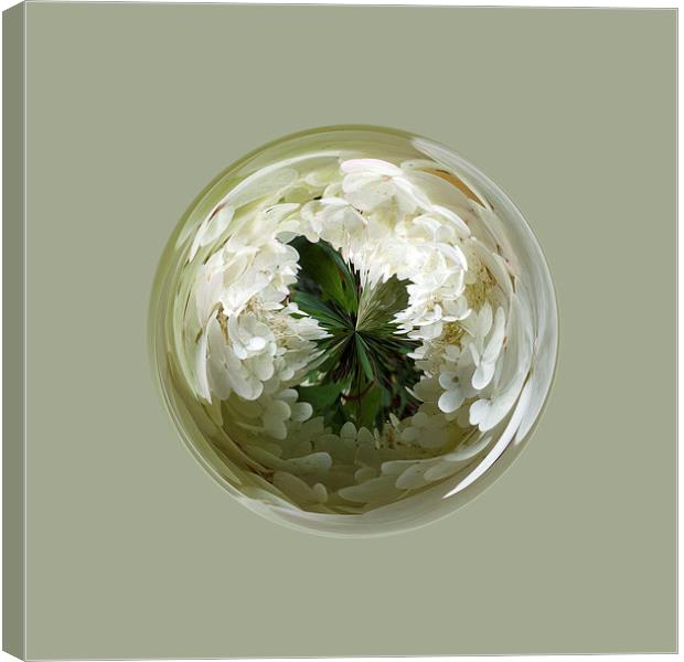 White flower blossom in globe Canvas Print by Robert Gipson