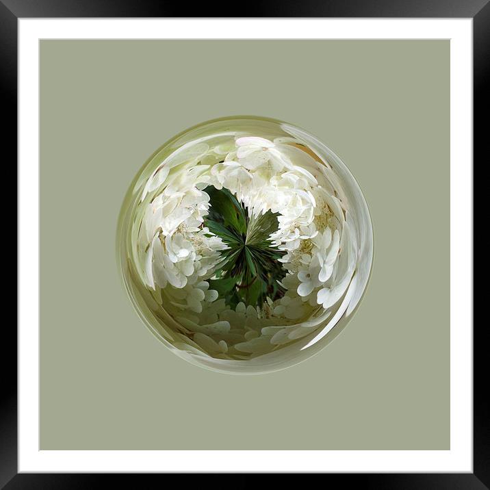 White flower blossom in globe Framed Mounted Print by Robert Gipson