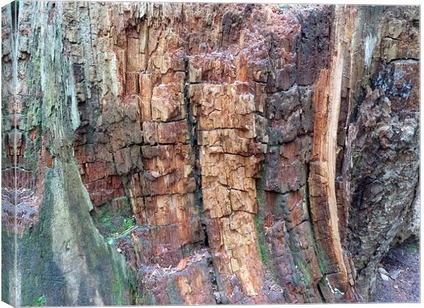 Dead tree bark textures Canvas Print by Robert Gipson