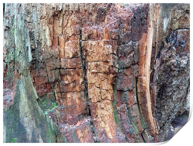 Dead tree bark textures Print by Robert Gipson