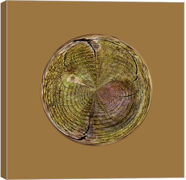 Tree rings in the globe Canvas Print by Robert Gipson