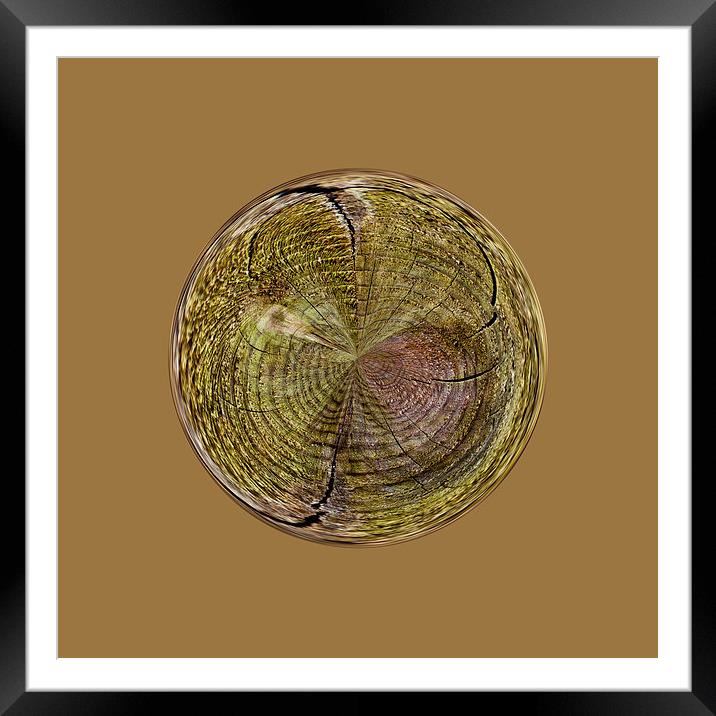 Tree rings in the globe Framed Mounted Print by Robert Gipson