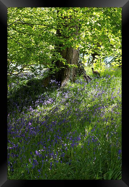 Bluebells in Wales Framed Print by James Ward
