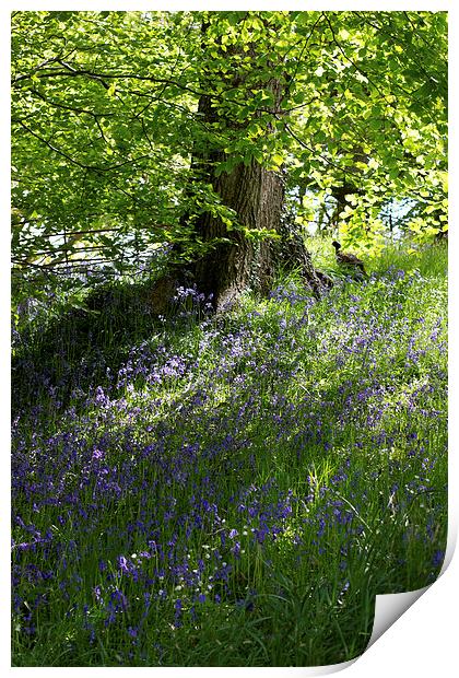 Bluebells in Wales Print by James Ward