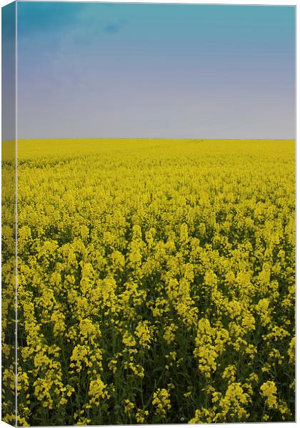 Yellow Field Canvas Print by James Ward