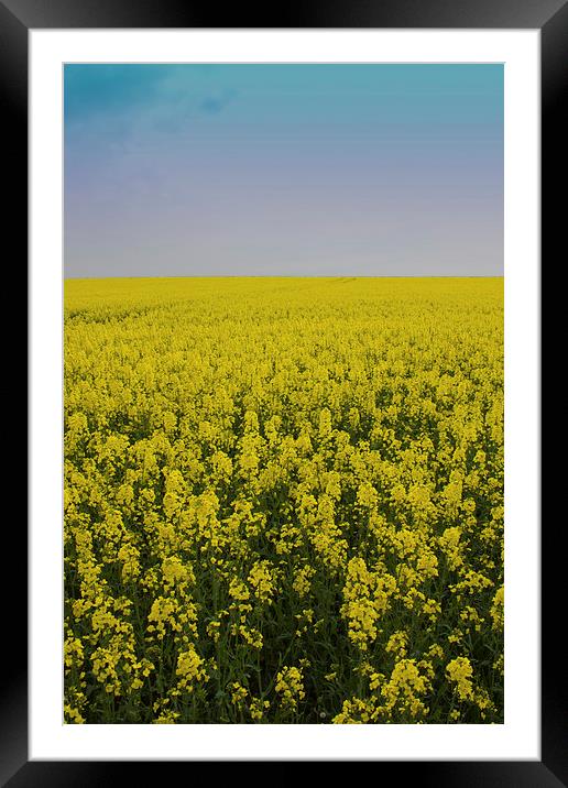 Yellow Field Framed Mounted Print by James Ward