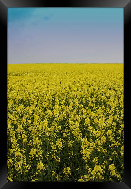 Yellow Field Framed Print by James Ward