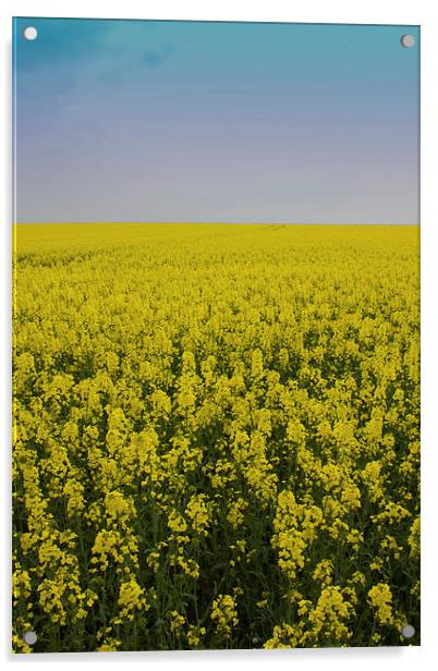 Yellow Field Acrylic by James Ward