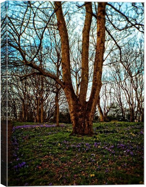 sringtime in the park Canvas Print by chrissy woodhouse