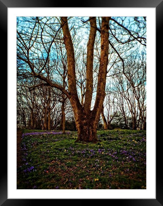 sringtime in the park Framed Mounted Print by chrissy woodhouse