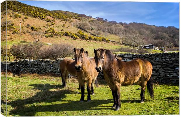 Exmoor Ponies Canvas Print by Dave Wilkinson North Devon Ph