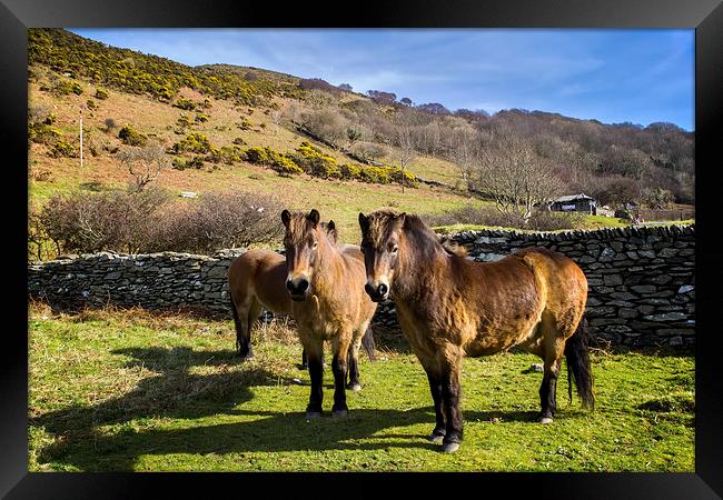 Exmoor Ponies Framed Print by Dave Wilkinson North Devon Ph