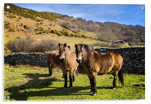 Exmoor Ponies Acrylic by Dave Wilkinson North Devon Ph