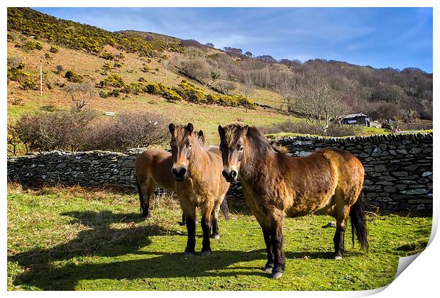 Exmoor Ponies Print by Dave Wilkinson North Devon Ph