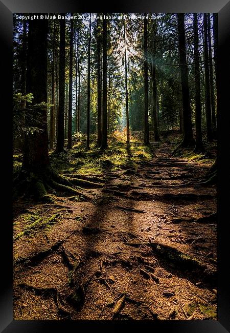 Black Forest near Baiersbronn, Germany Framed Print by Mark Bangert