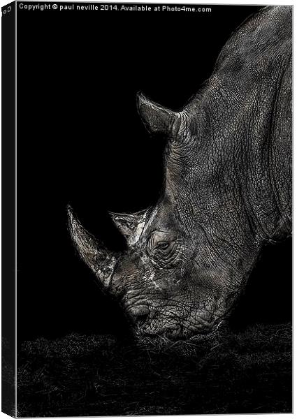 Rhino Canvas Print by paul neville