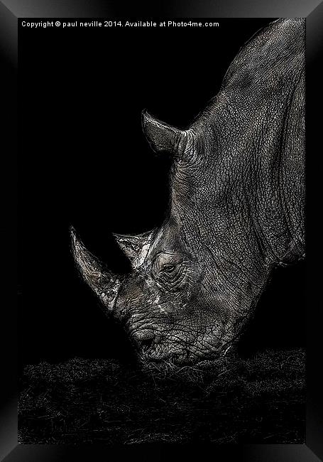 Rhino Framed Print by paul neville