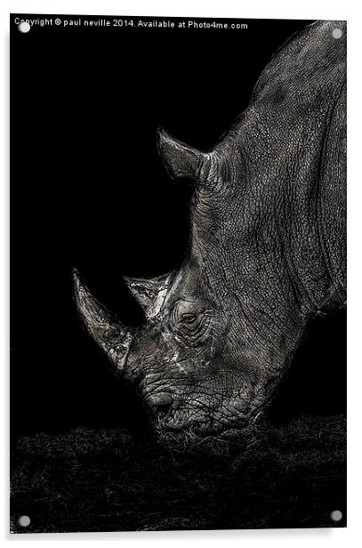 Rhino Acrylic by paul neville
