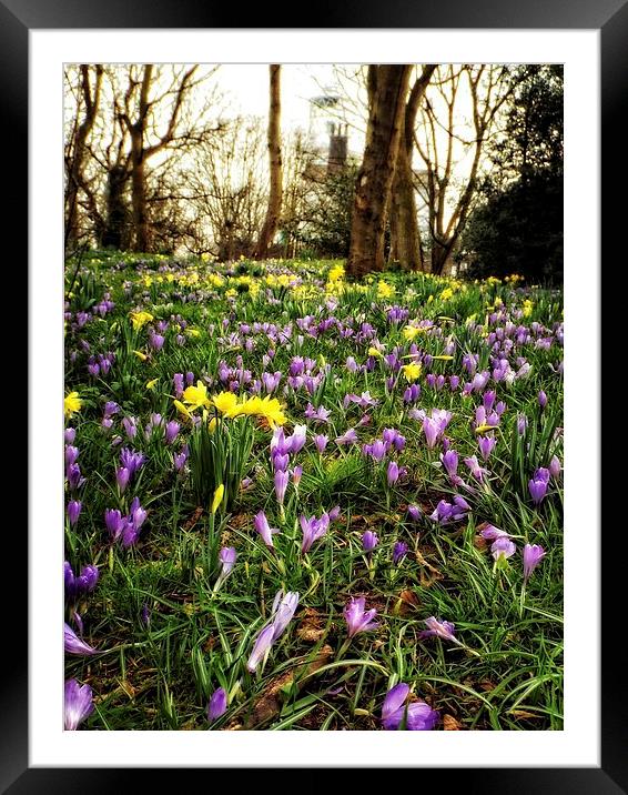 spring time carpet Framed Mounted Print by chrissy woodhouse