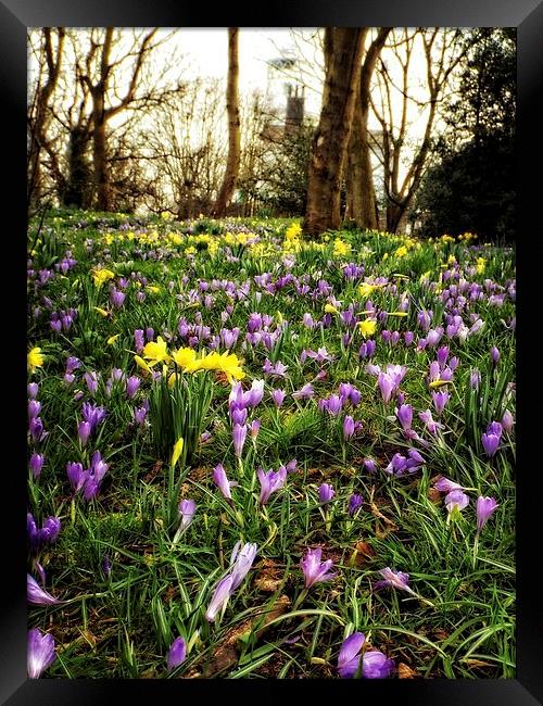 spring time carpet Framed Print by chrissy woodhouse