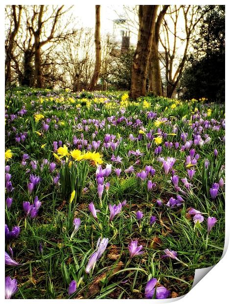 spring time carpet Print by chrissy woodhouse