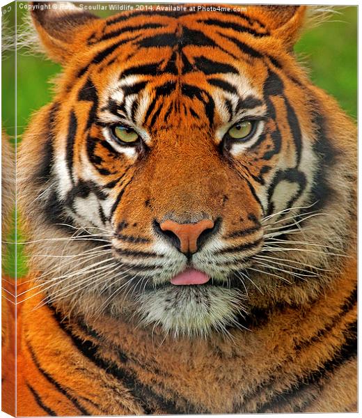 Tiger Stare Canvas Print by Paul Scoullar