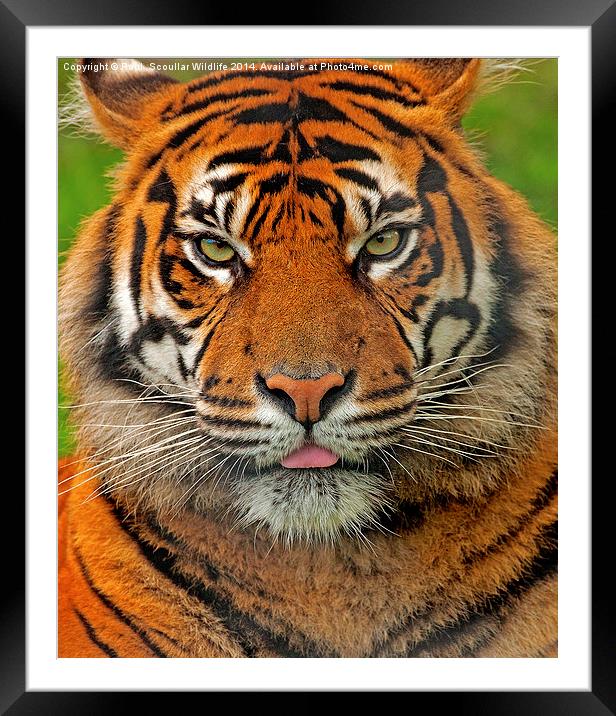 Tiger Stare Framed Mounted Print by Paul Scoullar