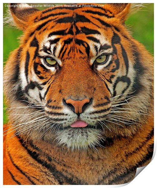 Tiger Stare Print by Paul Scoullar