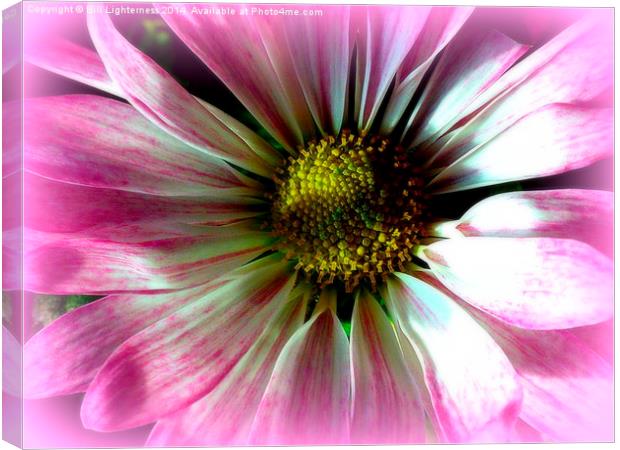 The Beauty Within Canvas Print by Bill Lighterness