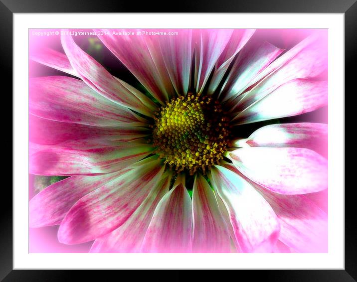 The Beauty Within Framed Mounted Print by Bill Lighterness