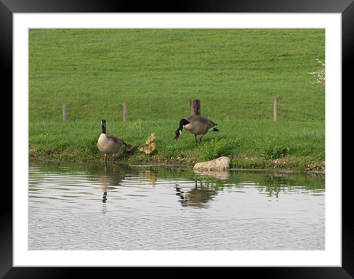Geese 1733 Framed Mounted Print by Don Brady