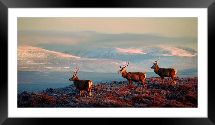 Red deer stags Framed Mounted Print by Macrae Images