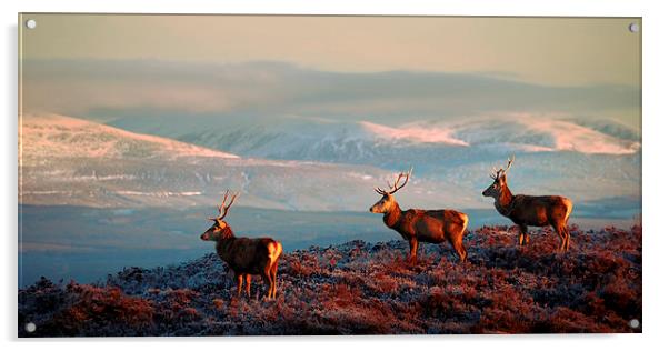 Red deer stags Acrylic by Macrae Images