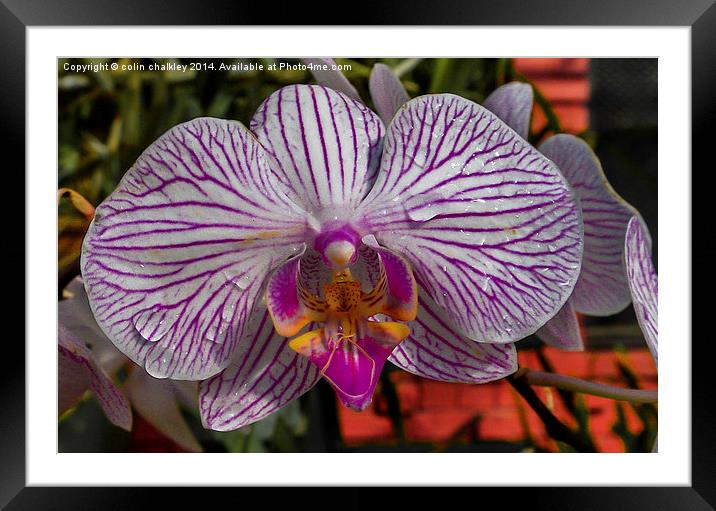 Orchid Framed Mounted Print by colin chalkley