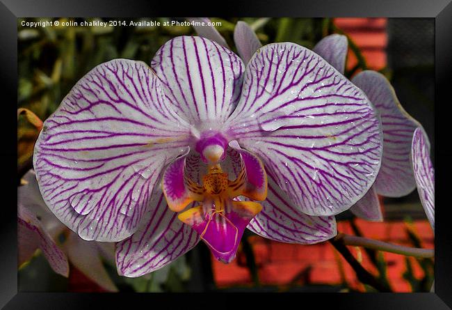 Orchid Framed Print by colin chalkley