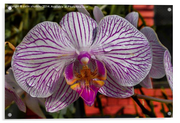 Orchid Acrylic by colin chalkley