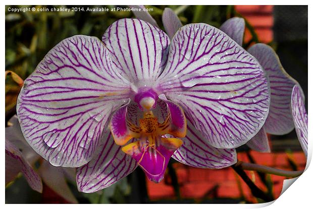 Orchid Print by colin chalkley