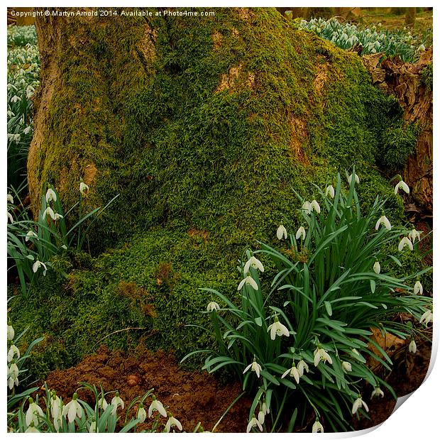 Woodland Snowdrops Print by Martyn Arnold