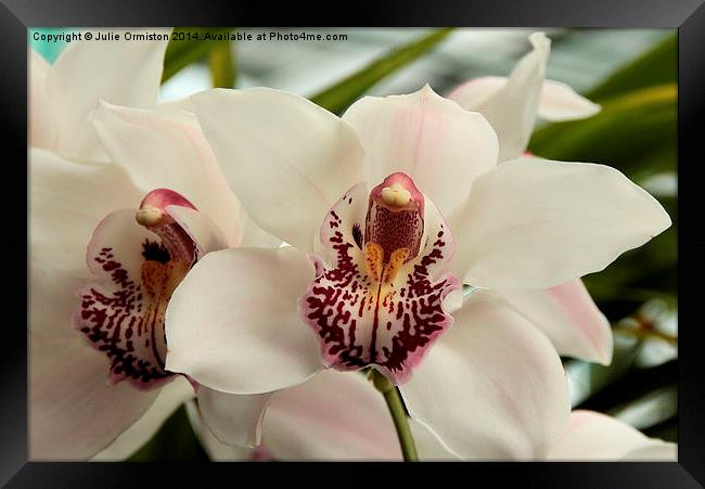 Orchid Framed Print by Julie Ormiston