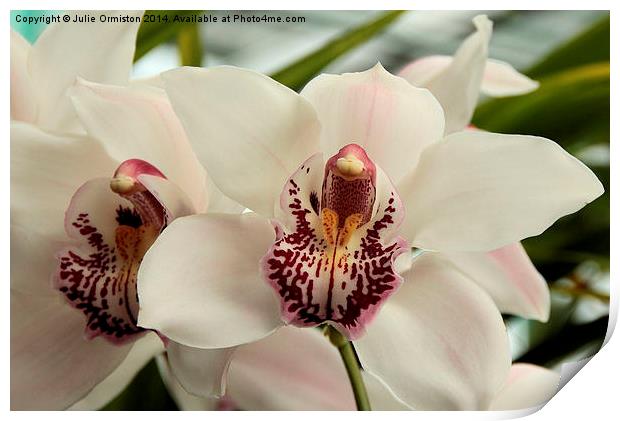 Orchid Print by Julie Ormiston